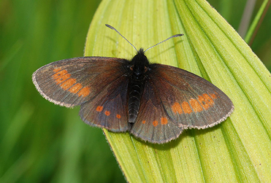 Erebia eriphyle?